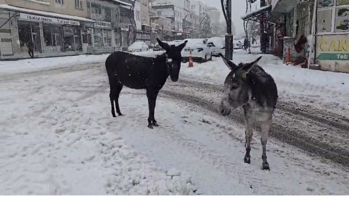 kar altindaki esekleri ciftligine goturup besledi 0 64fwt6vO