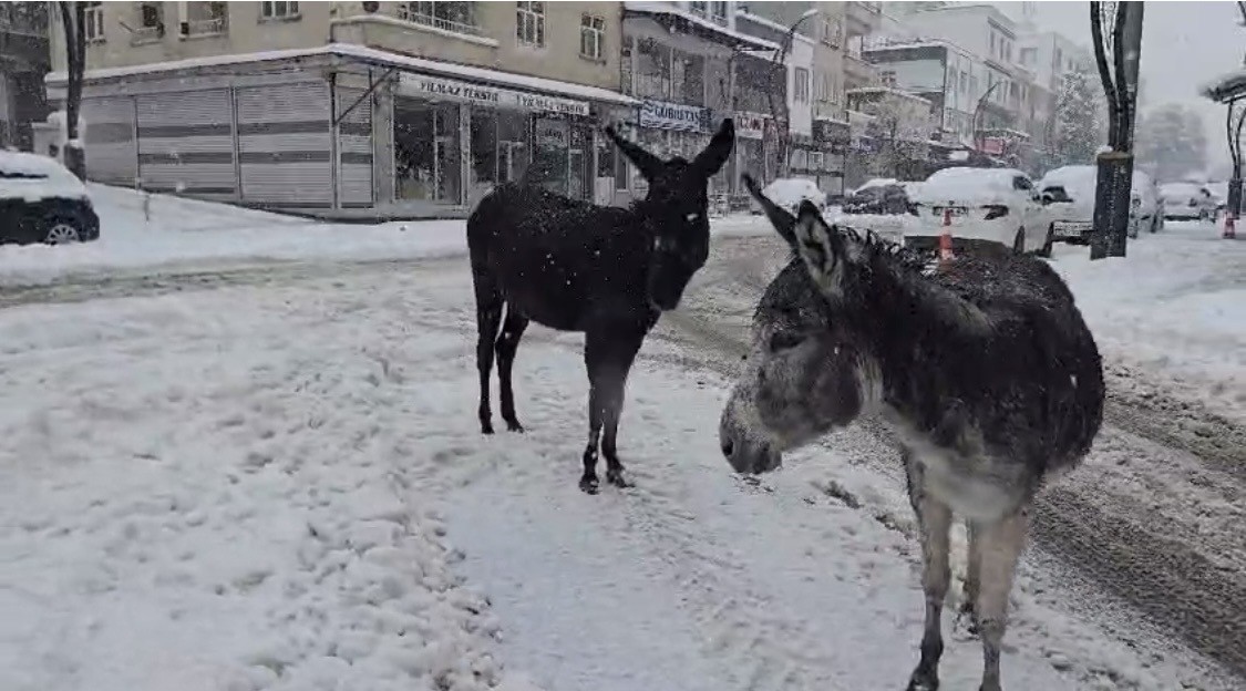 kar altindaki esekleri ciftligine goturup besledi 1 G512DLjE
