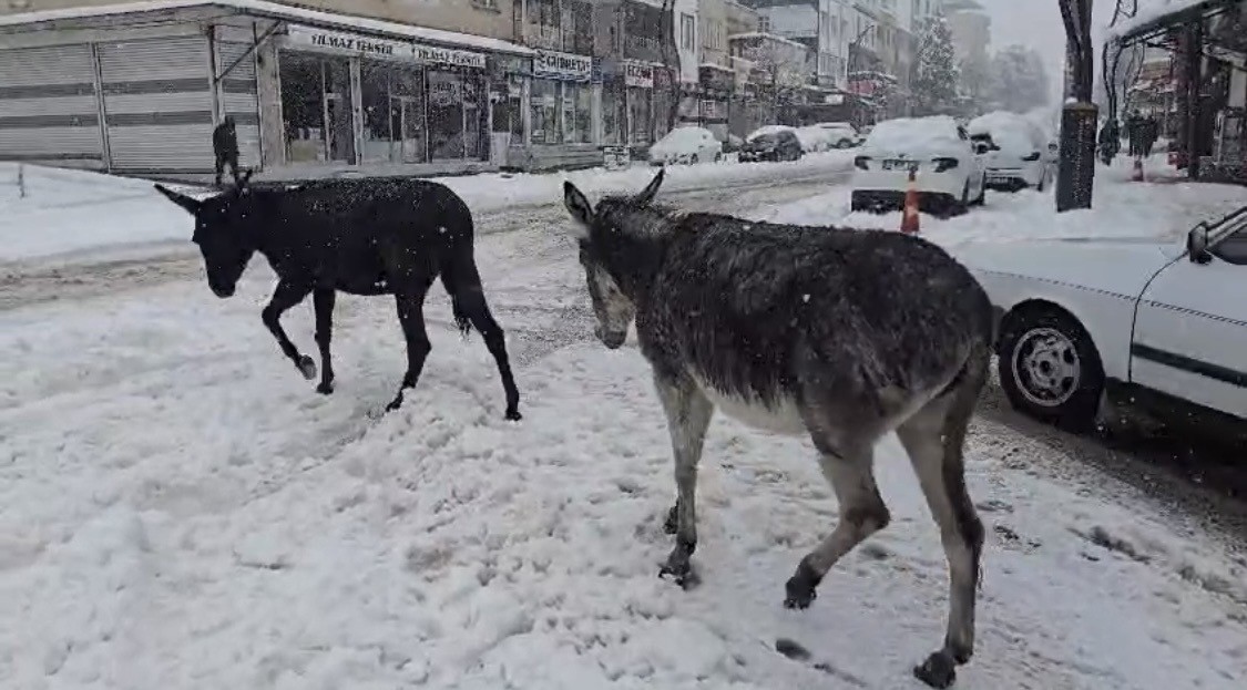 kar altindaki esekleri ciftligine goturup besledi 3