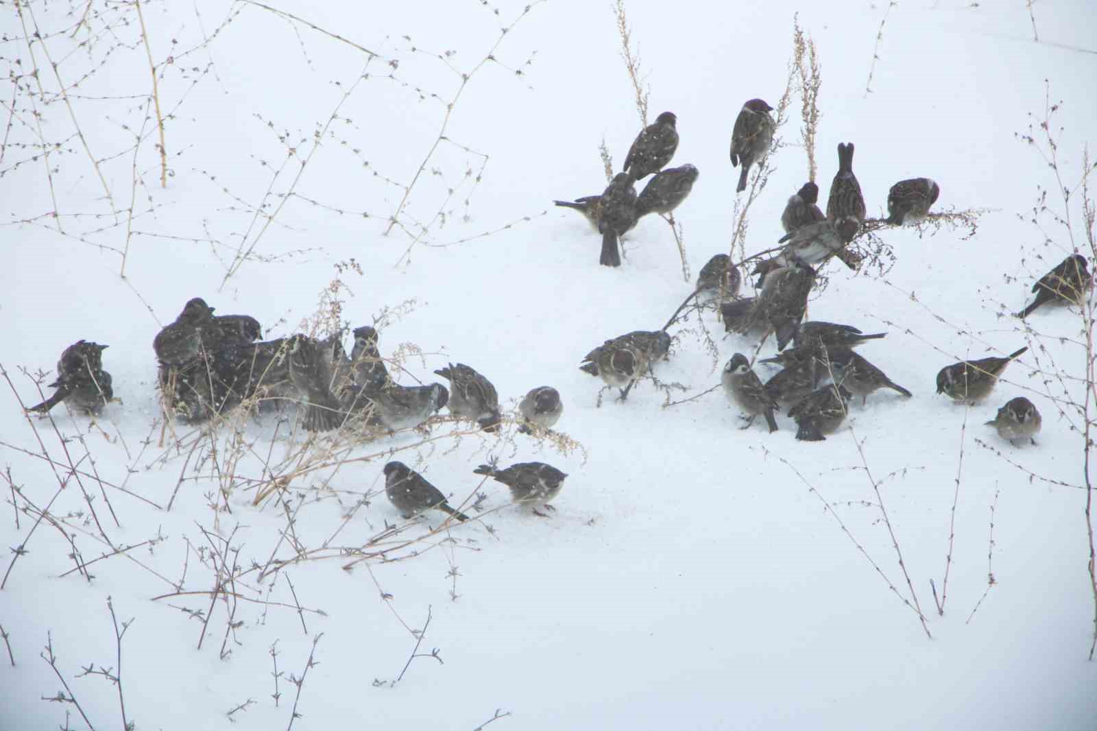 kar esareti kuslari da etkiliyor 3 qH1cV2eO