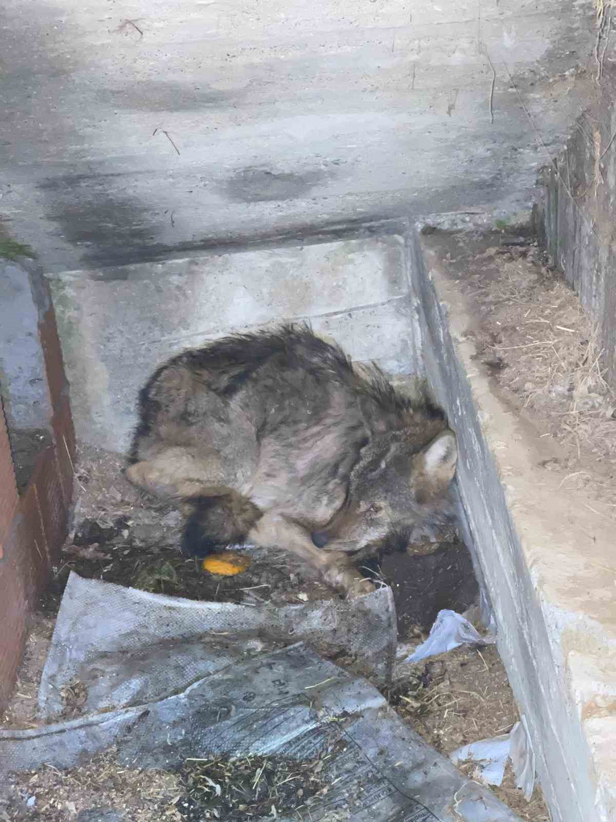 kar nedeniyle ac kalan kurt kopek barinagina sigindi 1 kSTuerjJ