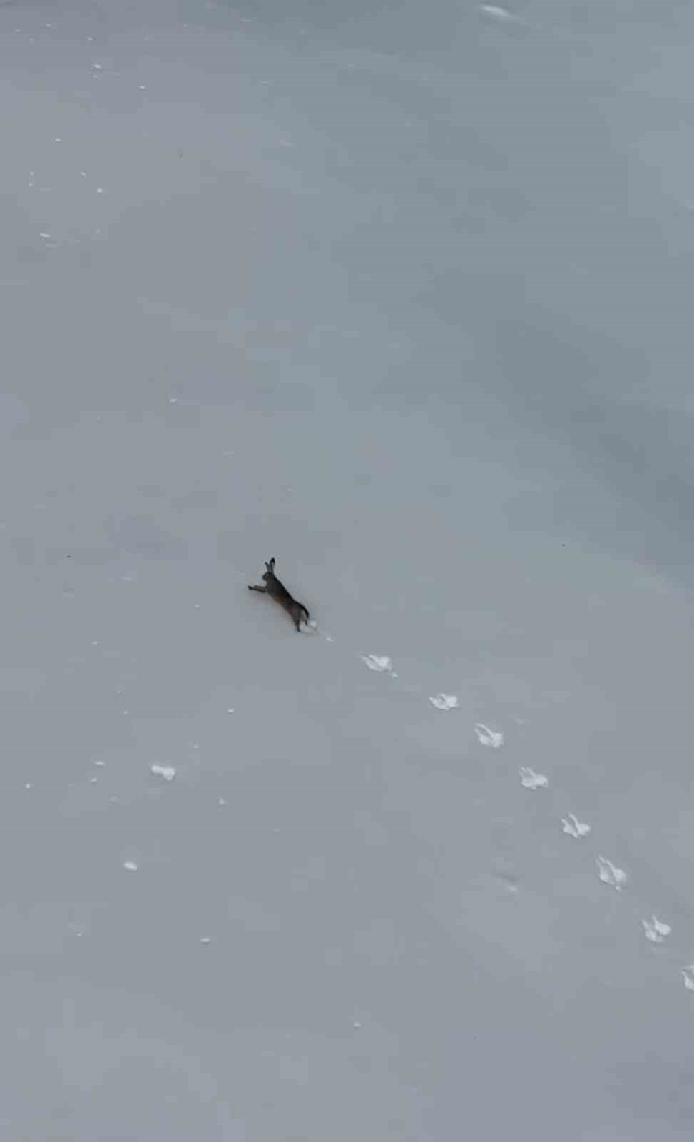 kar uzerinde kosan yaban tavsani goruntulendi 0 2Ph4gUkq