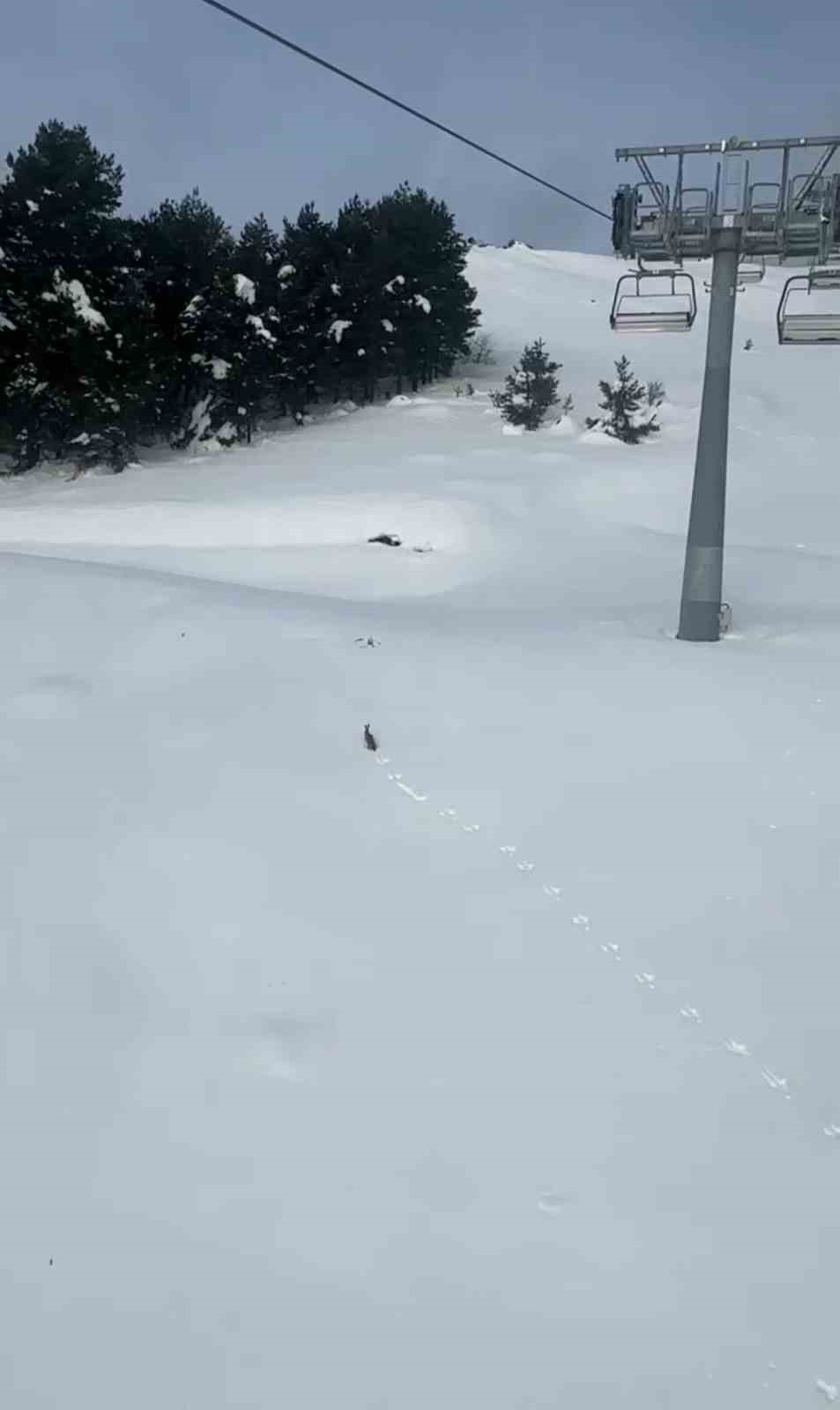 kar uzerinde kosan yaban tavsani goruntulendi 2 f1gOi5Vz