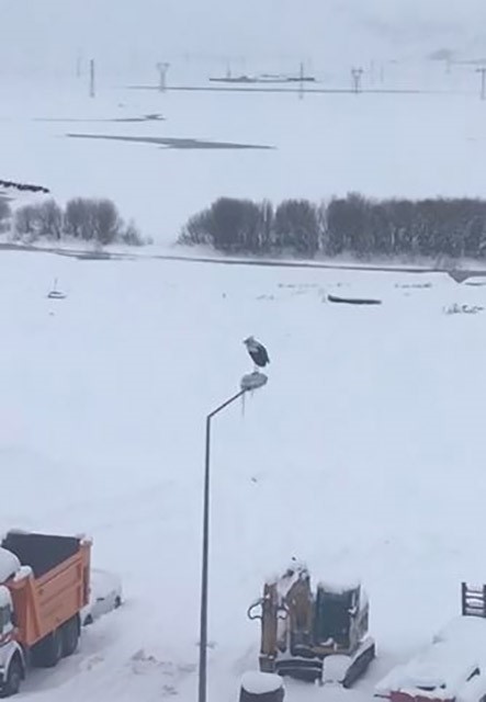 kar ve soguga ragmen elektrik direginde ayakta duran leylek dikkat cekti 0 LA9FwNue