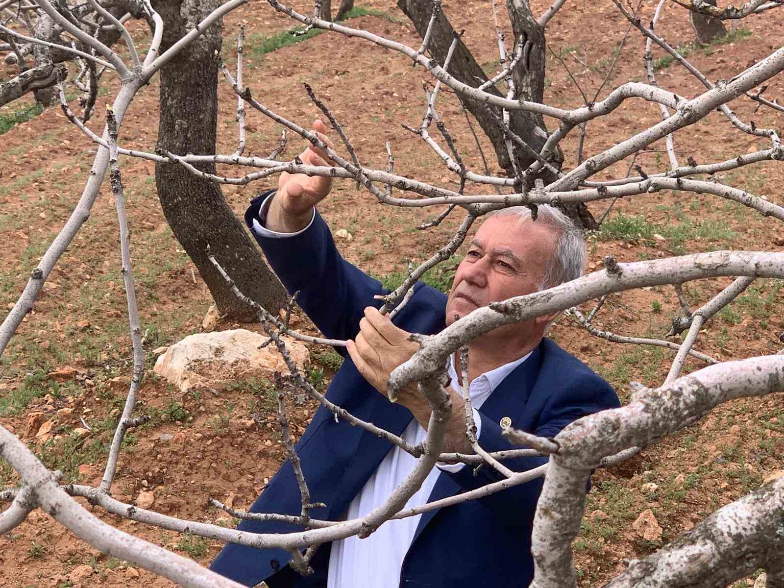 kar ve yagmur bereketi antep fistiginda kuraklik endisesi gecti 2 BVty7YYV
