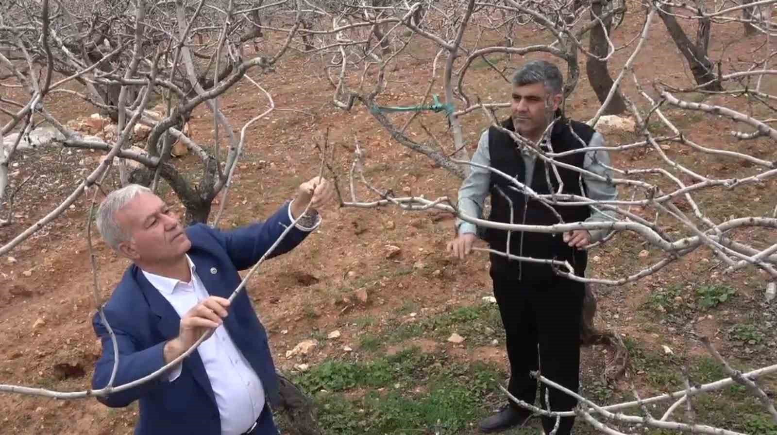 kar ve yagmur bereketi antep fistiginda kuraklik endisesi gecti 4 SeUHHu2e