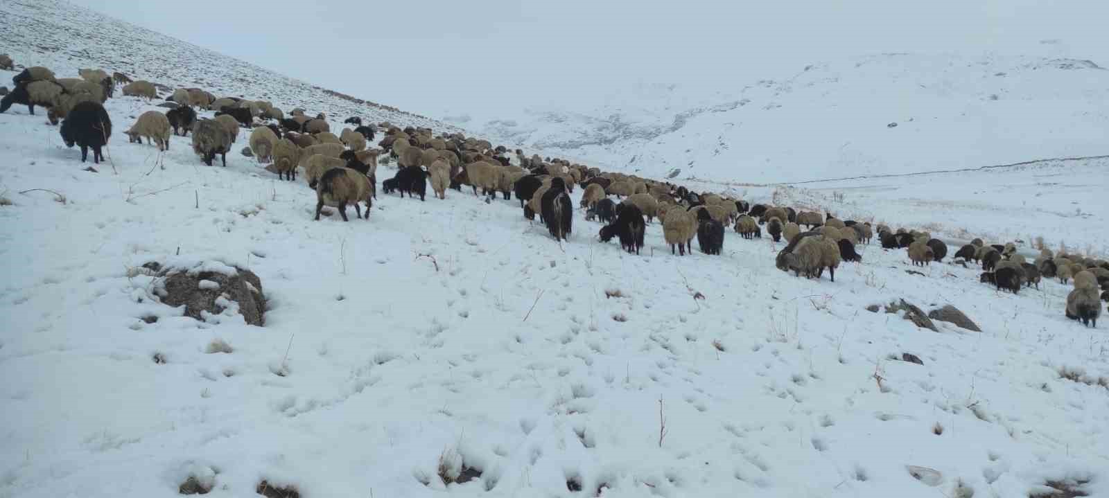 kar yagdi koyun surusu yaylada kaldi 1 B3HduZGz