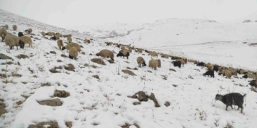 kar-yagdi-koyun-surusu-yaylada-kaldi-RIra4kXc.jpg