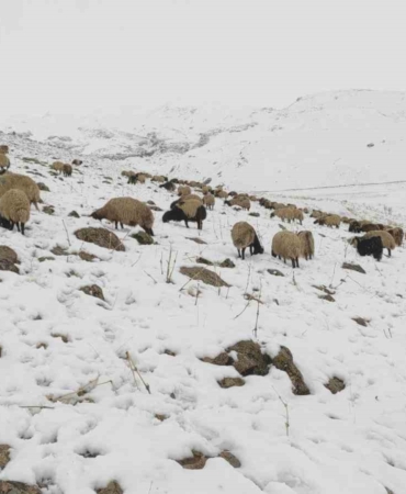 kar-yagdi-koyun-surusu-yaylada-kaldi-RIra4kXc.jpg