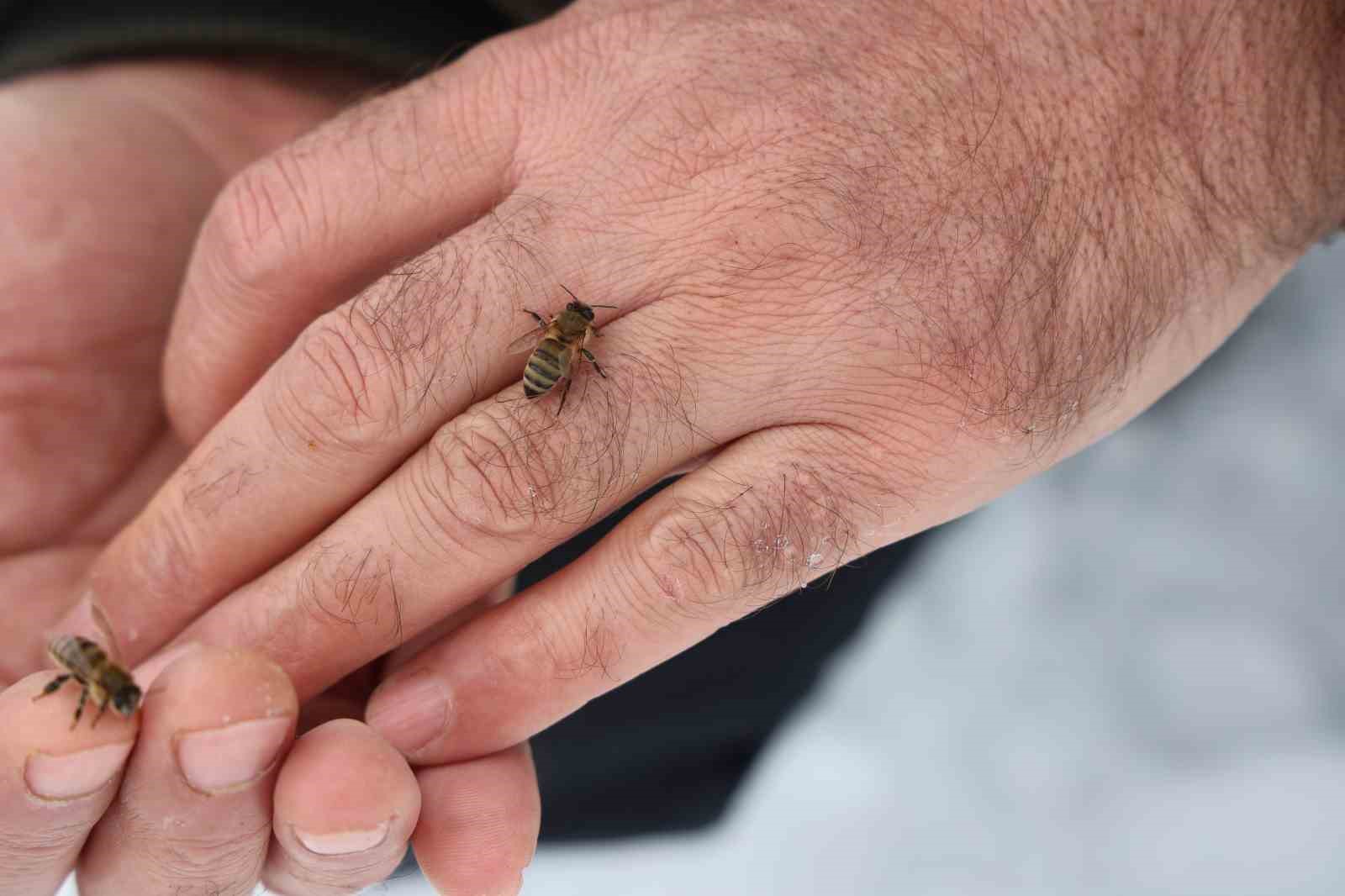 Kar yağışı, koloni kayıplarını ve hastalıkları minimuma indirdi: Arıcılar sezonundan ümitli 10 kar yagisi koloni kayiplarini ve hastaliklari minimuma indirdi aricilar sezonundan umitli 6 ejsqYuce