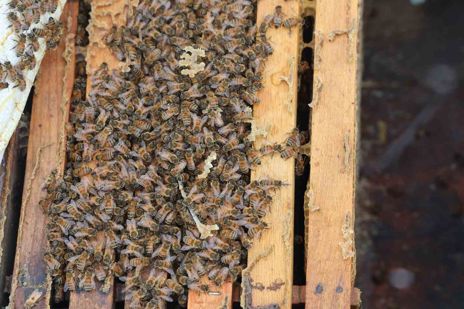 Kar yağışı, koloni kayıplarını ve hastalıkları minimuma indirdi: Arıcılar sezonundan ümitli 12 kar yagisi koloni kayiplarini ve hastaliklari minimuma indirdi aricilar sezonundan umitli 8 PfC9X5hN