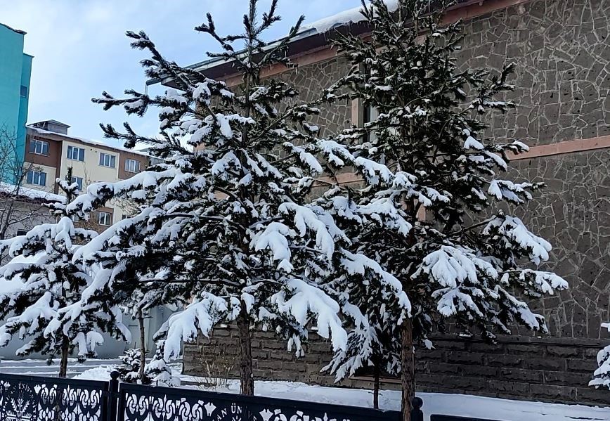 kar yagisinin ardindan agaclarda kartpostallik goruntu 2 Eb1dLy9a