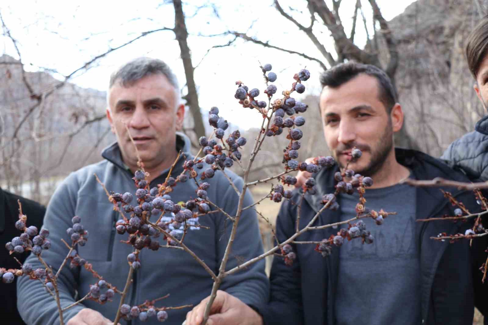kara hurmayi subat ayinda dalindan yiyorlar 0