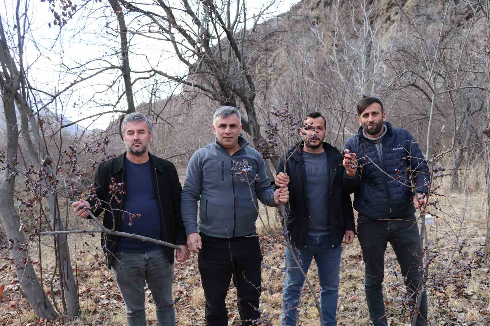 kara hurmayi subat ayinda dalindan yiyorlar 1 MZM8yeRF