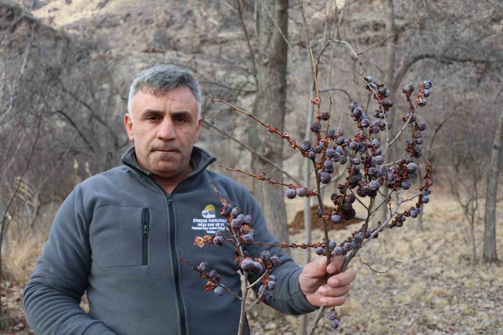 kara hurmayi subat ayinda dalindan yiyorlar 2 ldZCTrmF