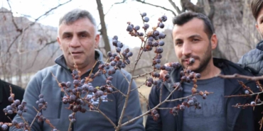 kara-hurmayi-subat-ayinda-dalindan-yiyorlar-rYZ1LJBE.jpg