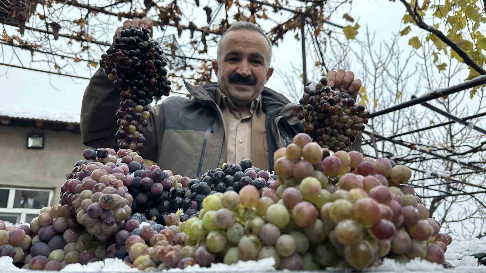 kara kisa meydan okuyan lezzet kislik uzum dalindan koparildi 0