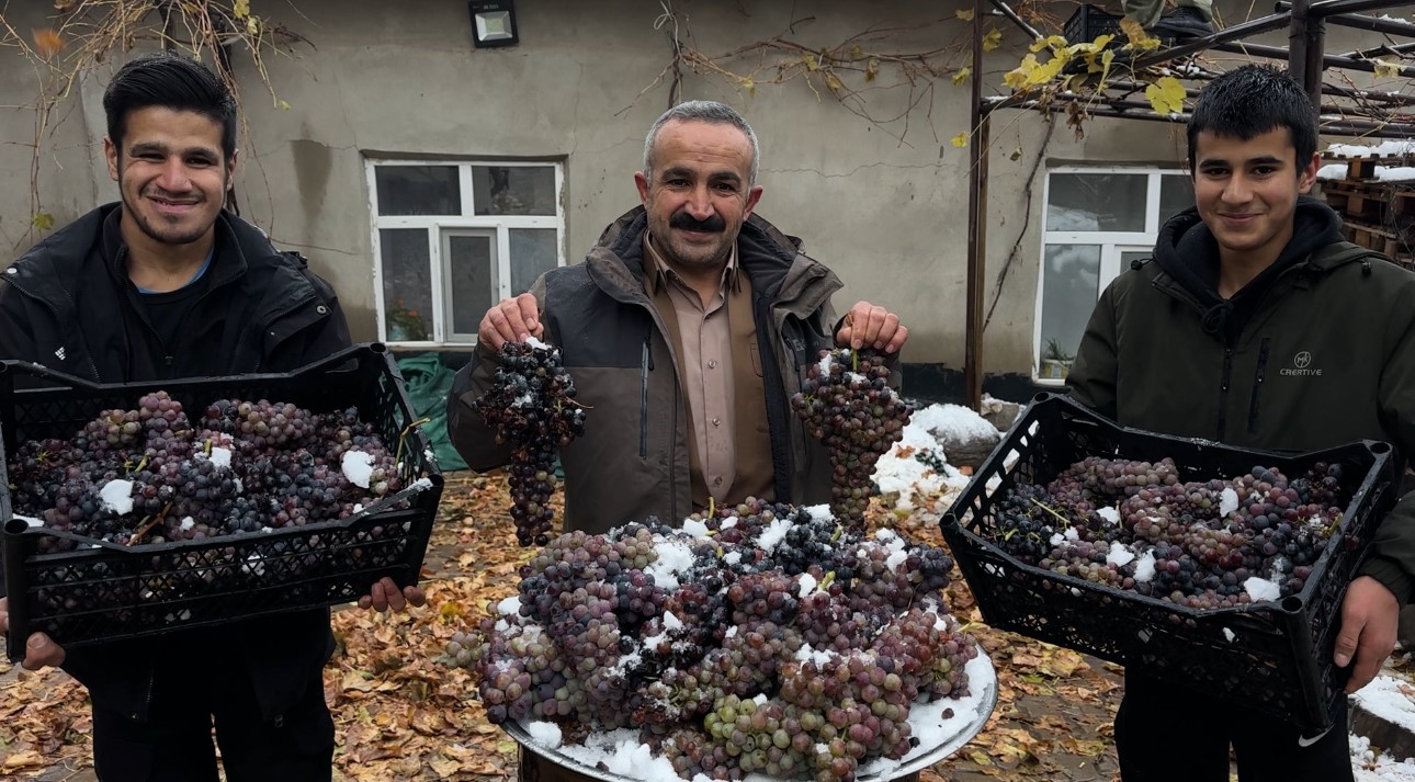 kara kisa meydan okuyan lezzet kislik uzum dalindan koparildi 3 8hq93m5h