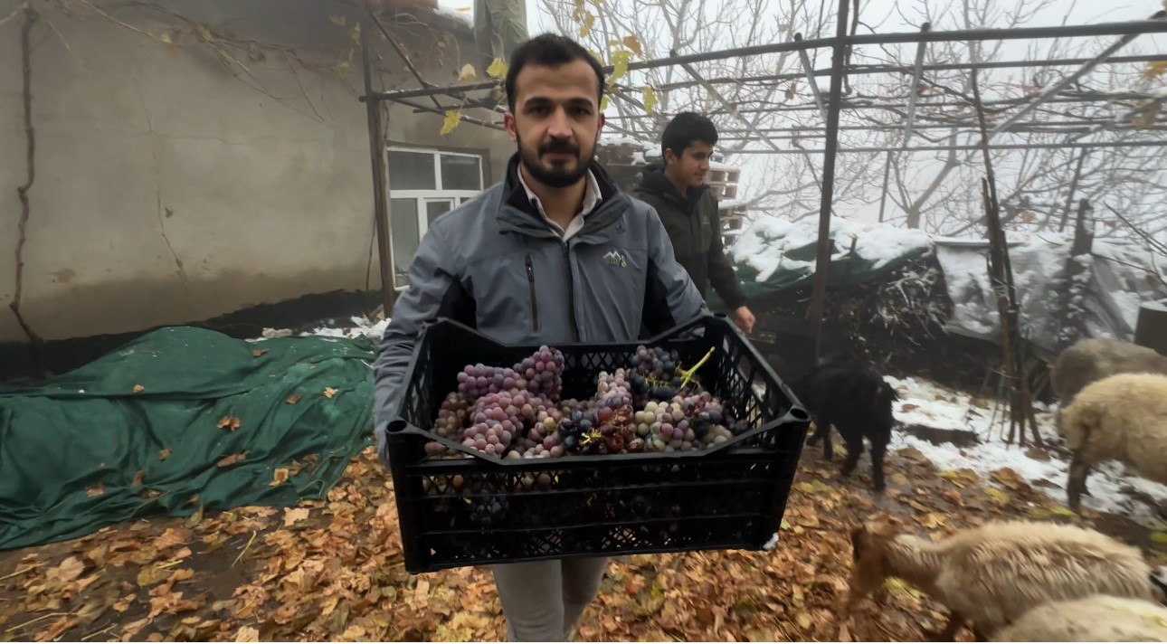 kara kisa meydan okuyan lezzet kislik uzum dalindan koparildi 5 UM9QYVpS
