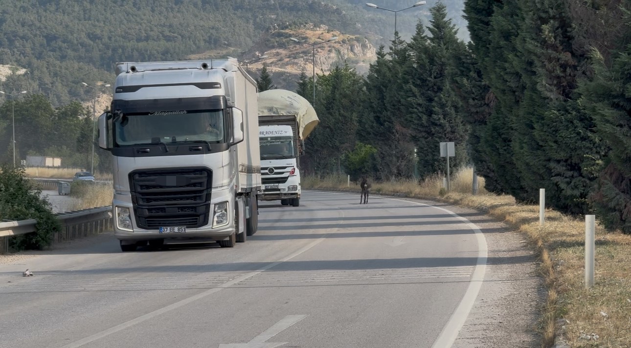 Kara yoluna çıkan eşek trafiği tehlikeye düşürdü 4 kara yoluna cikan esek trafigi tehlikeye dusurdu 0 HkDwWPBp