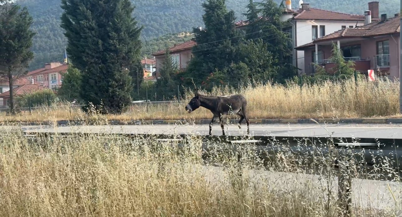 Kara yoluna çıkan eşek trafiği tehlikeye düşürdü 5 kara yoluna cikan esek trafigi tehlikeye dusurdu 1 uyeUB3M4