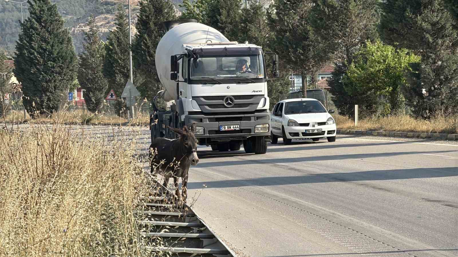 Kara yoluna çıkan eşek trafiği tehlikeye düşürdü 6 kara yoluna cikan esek trafigi tehlikeye dusurdu 2 eA5DHZkt