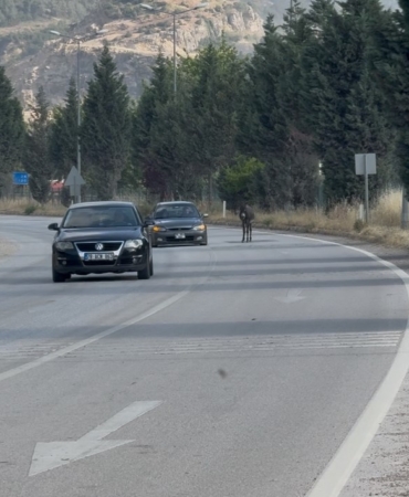 kara-yoluna-cikan-esek-trafigi-tehlikeye-dusurdu-5FUKgLO5.jpg