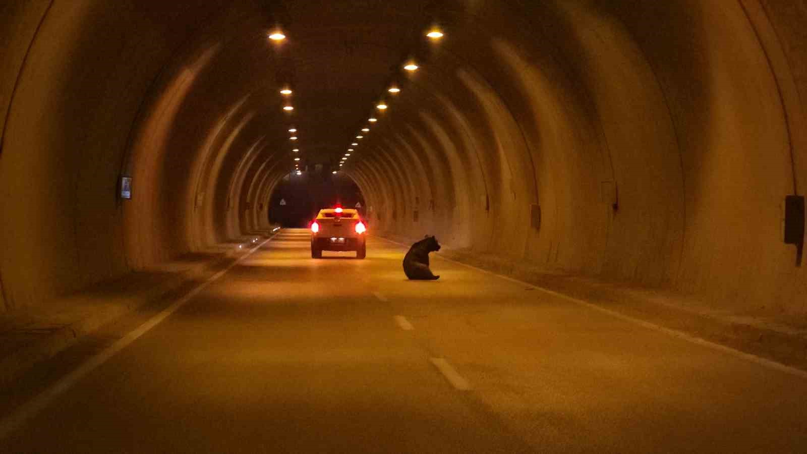 karabukte otomobilin carptigi yarali ayi tuneli birbirine katti 1 tnfeQfrP