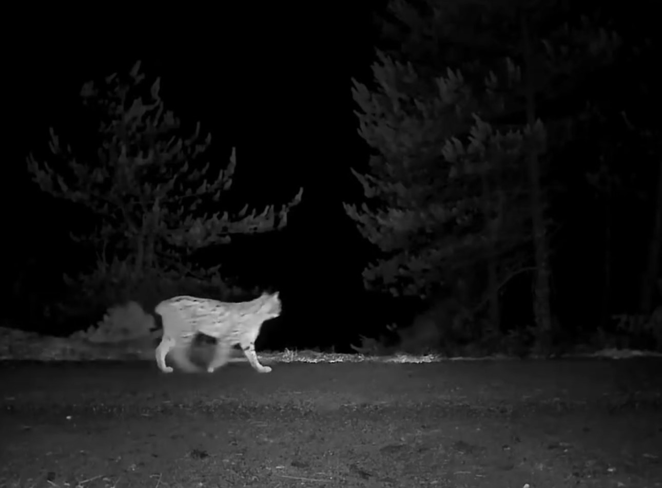 karabukte vasak fotokapanla goruntulendi 1 u8Q4KIaI