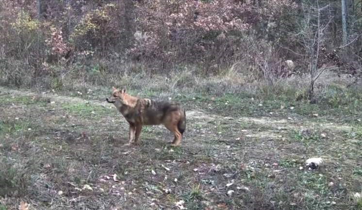 Karabük’te vaşak ve yavrusu ile kurt, fotokapana yansıdı 6 karabukte vasak ve yavrusu ile kurt fotokapana yansidi 2 vzrnjJR1