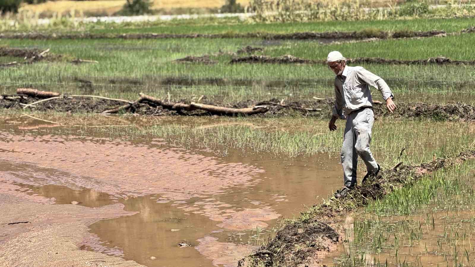 karabukte yaka seli celtik tarlalarini vurdu 8 tsunjKDZ