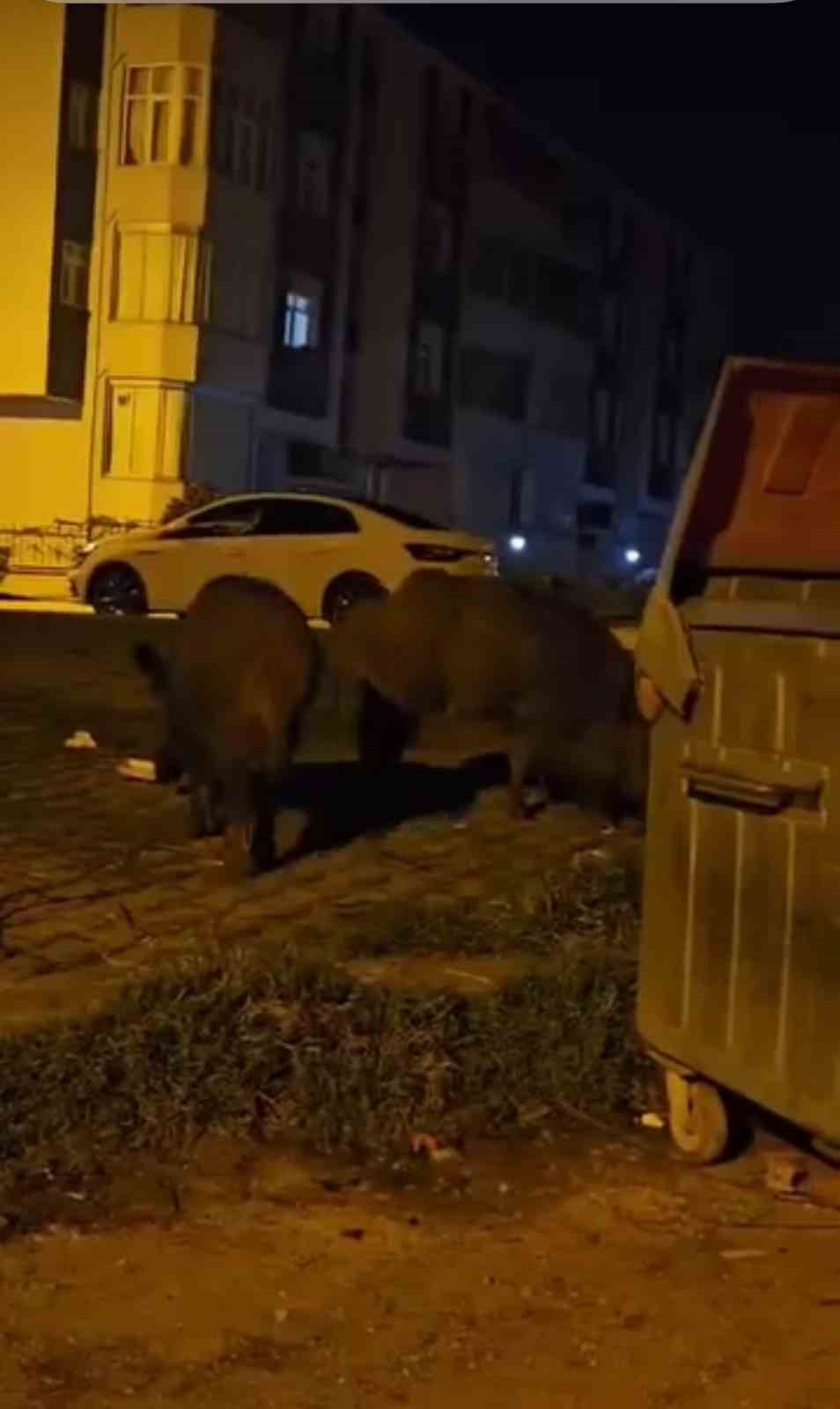 karabukte yerlesim yerlerine inen yaban hayvanlari kamerada 1 Fz9GGqwy