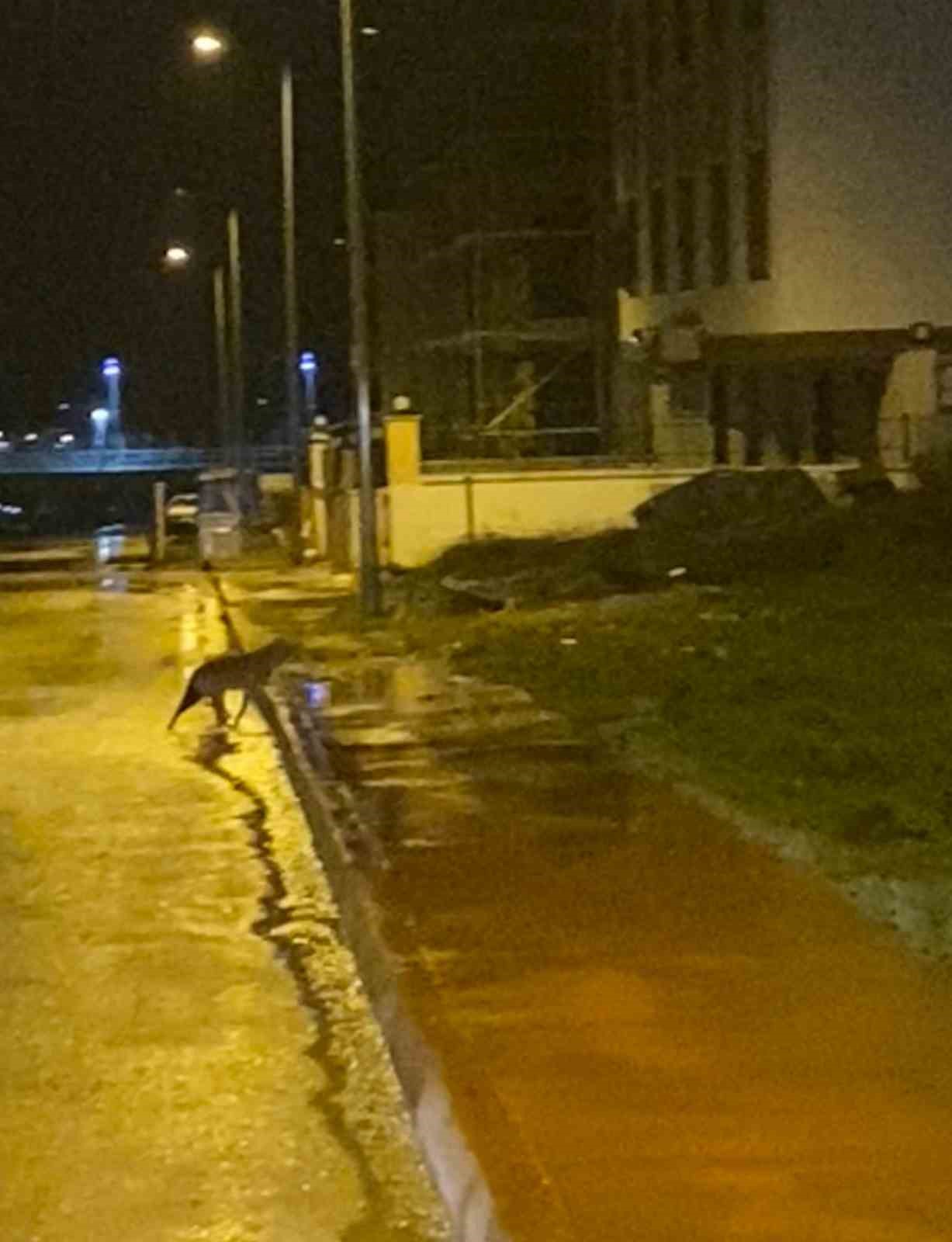 karabukte yerlesim yerlerine inen yaban hayvanlari kamerada 2 19gH6agy