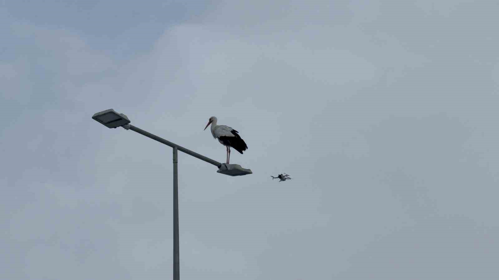 karabukun simgesi haline gelen leylek dronla goruntulendi 4