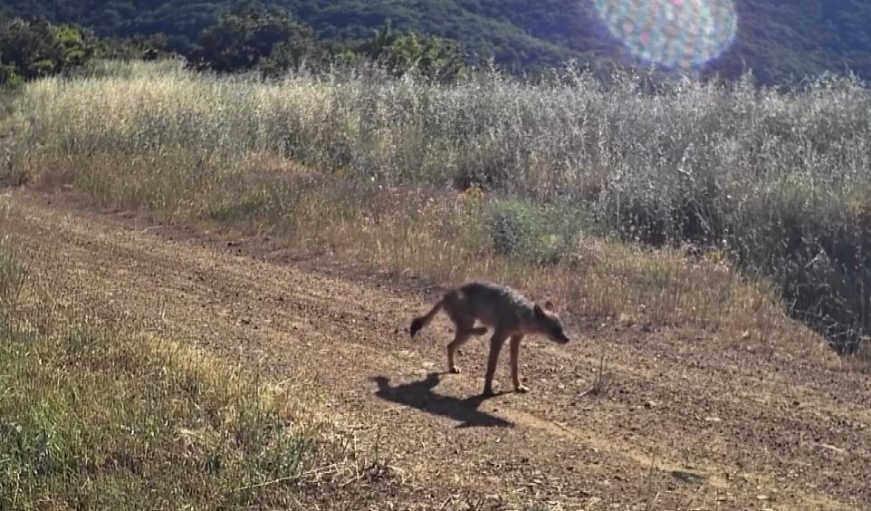 karaca kurt porsuk ne ararsan var agzinda karaca tasirken goruntulendi 5 Q5JPs6nB