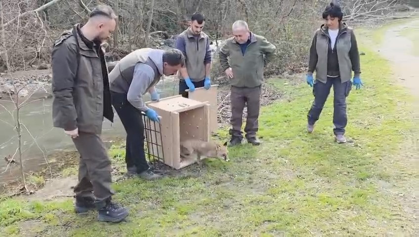 karacabey longozlarinda yaban hayatina ozgurluk 3 8BYBy5na