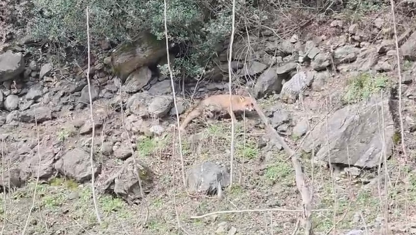 karacabey longozlarinda yaban hayatina ozgurluk 4 UadXq8eY