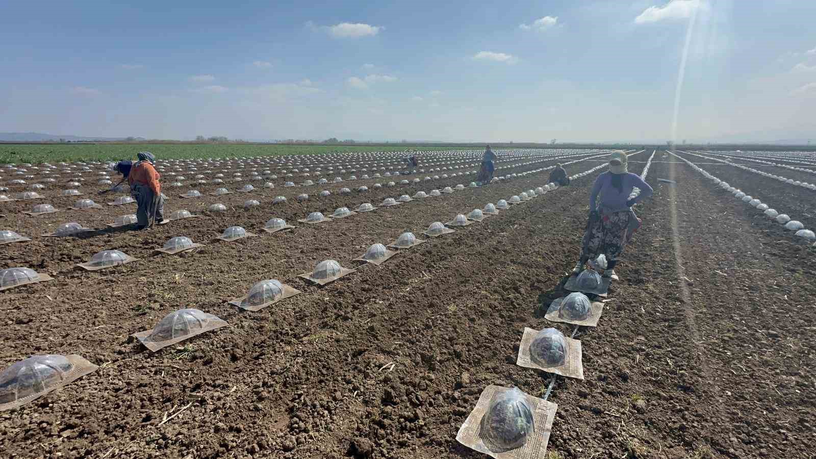 karacabey ovasinda turfanda karpuz ekimi basladi 0 g7GiZW9V