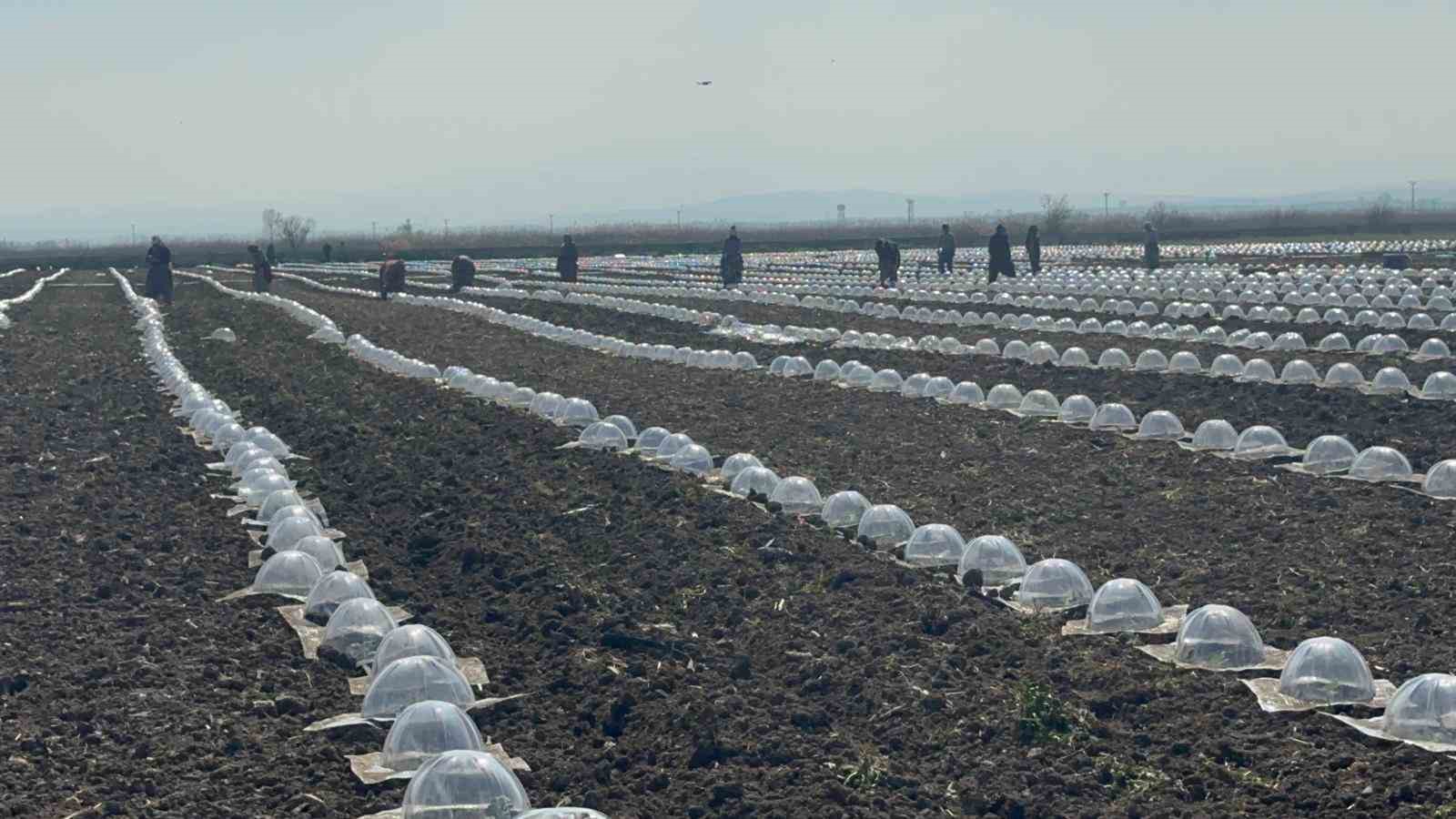karacabey ovasinda turfanda karpuz ekimi basladi 5 ZKujHhcC