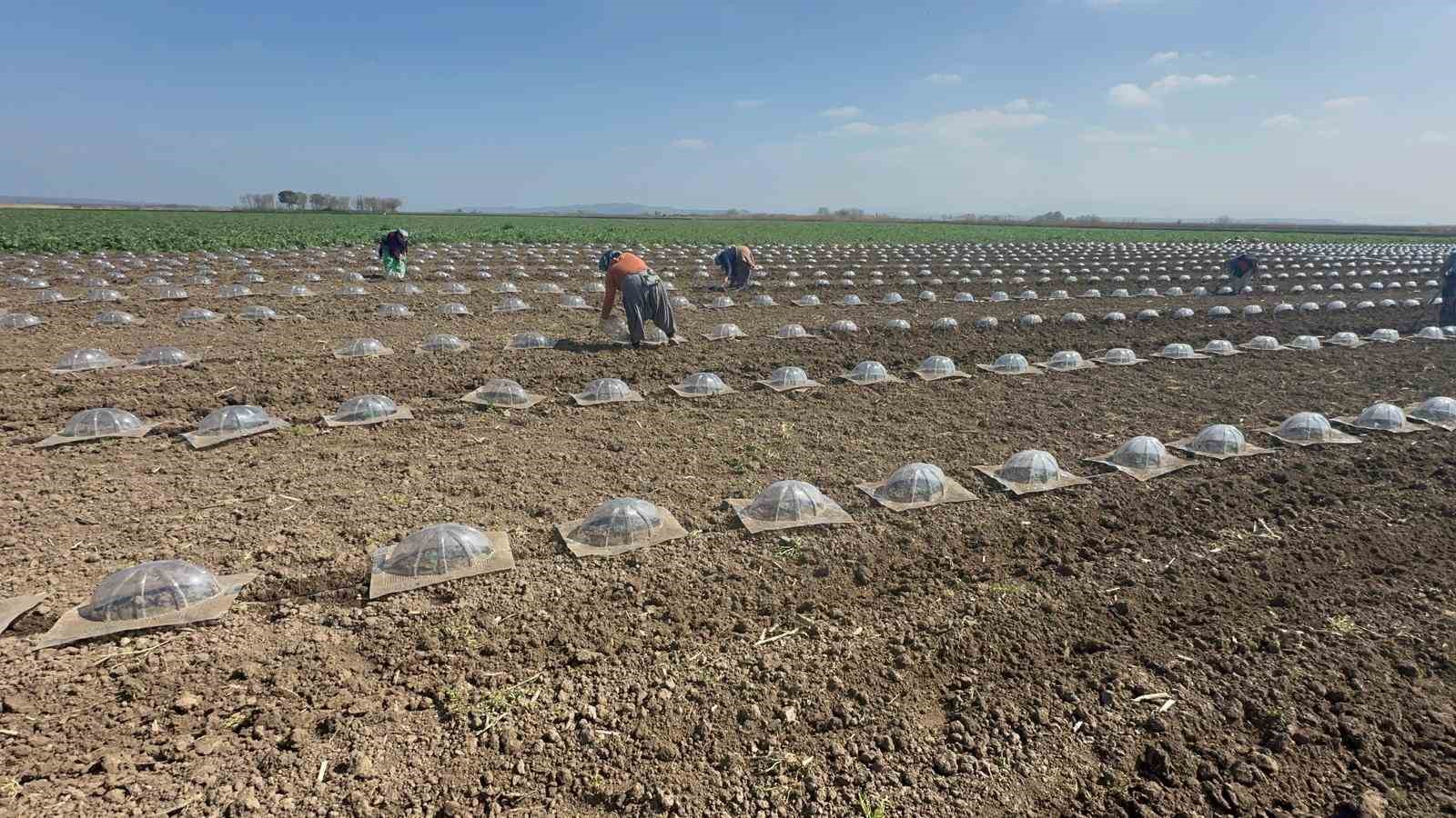 karacabey ovasinda turfanda karpuz ekimi basladi 6 Ued3LrKW
