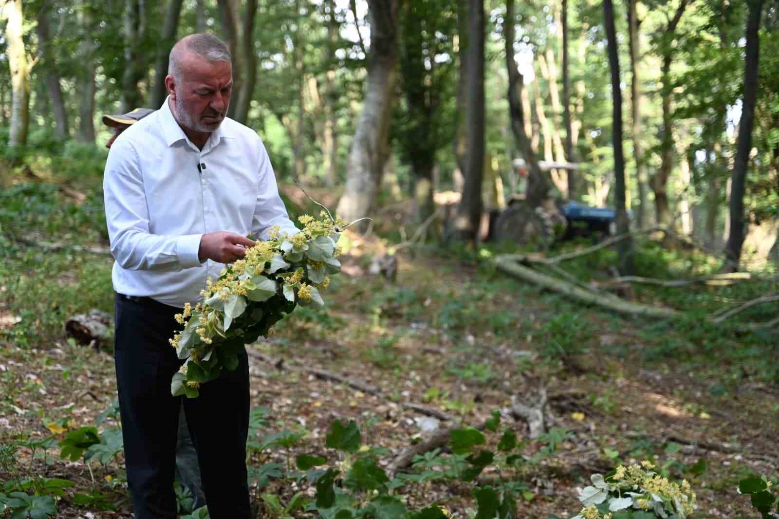 karacabeyde ihlamur hasadi kirsal ekonomiye can katiyor 0 CD3wbpnV