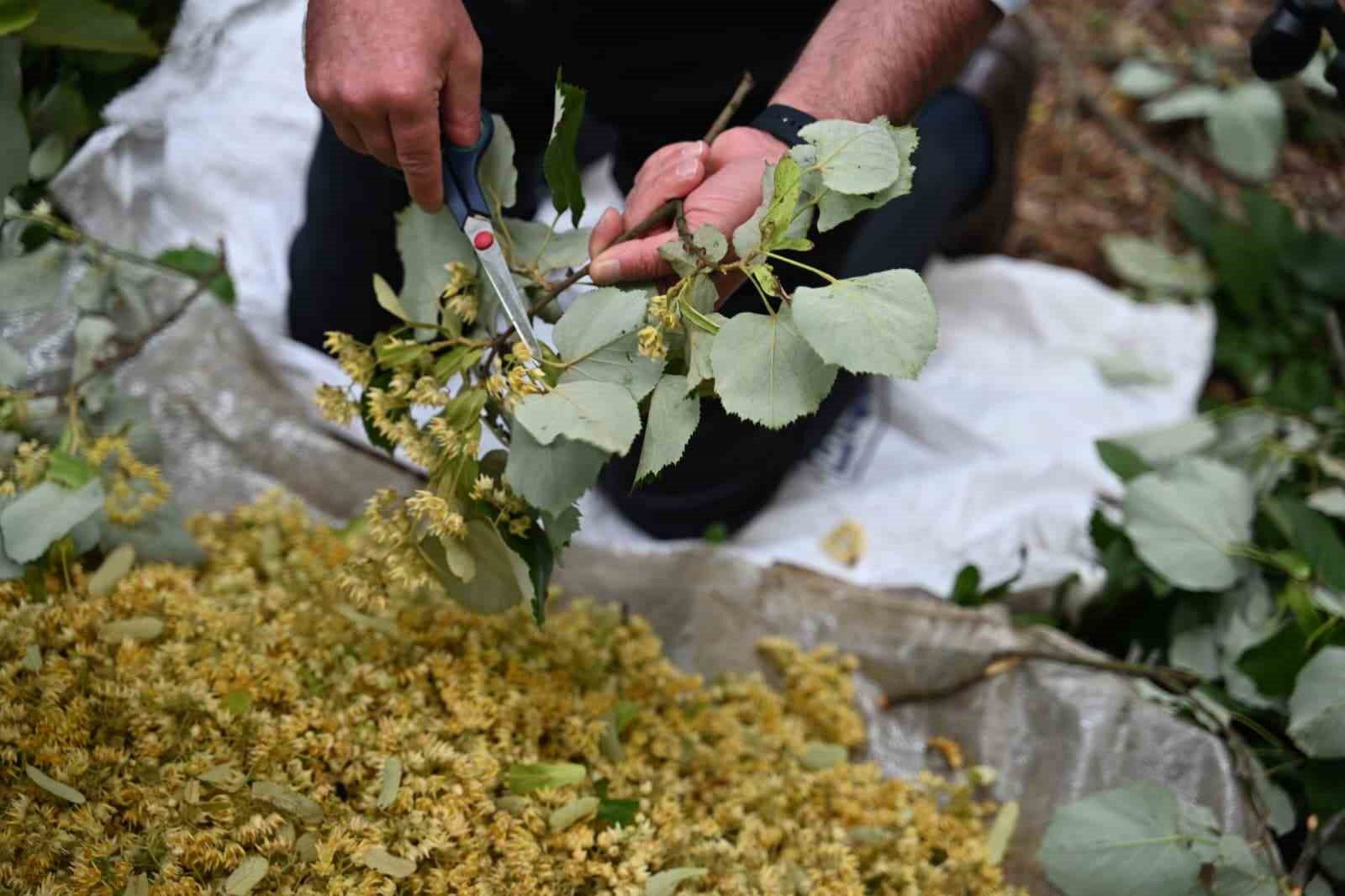 karacabeyde ihlamur hasadi kirsal ekonomiye can katiyor 4 sh7Wmf6a