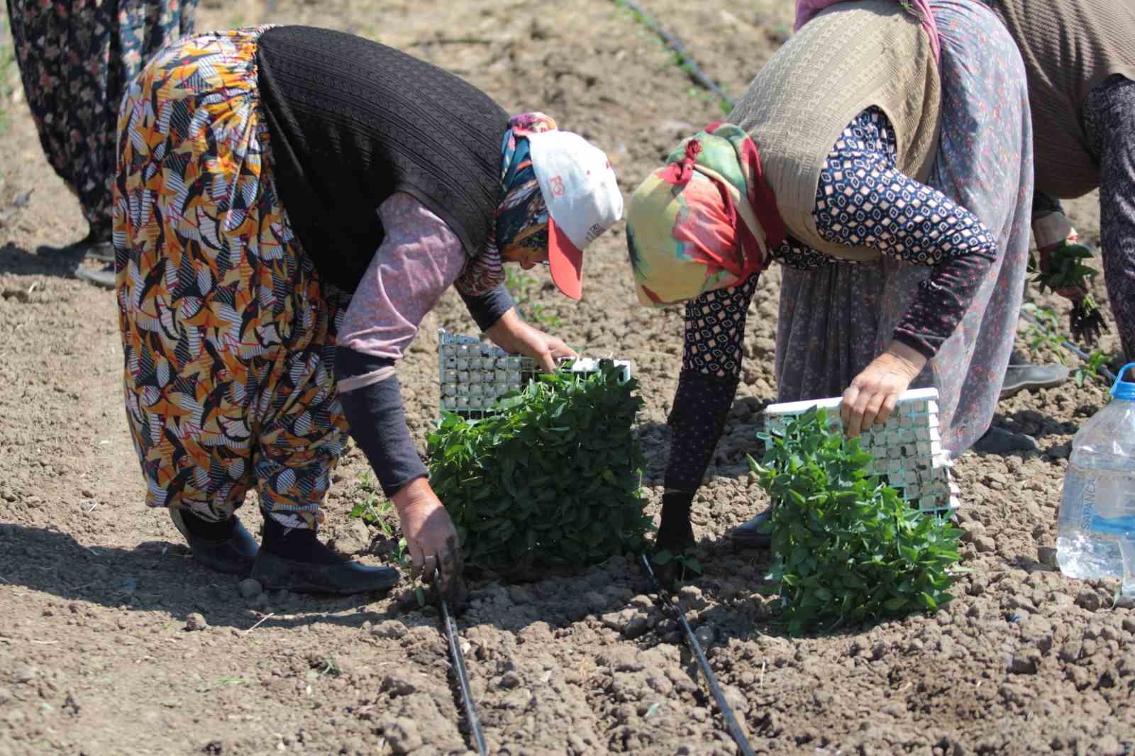 karacabeyde kapya biber fide dikimi suruyor 1 y75X2EdR