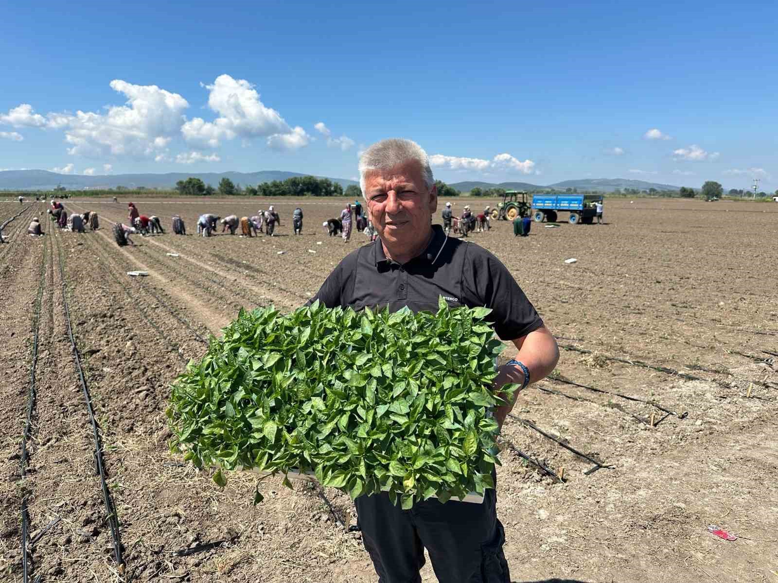 karacabeyde kapya biber fide dikimi suruyor 5 JJIXbaKY