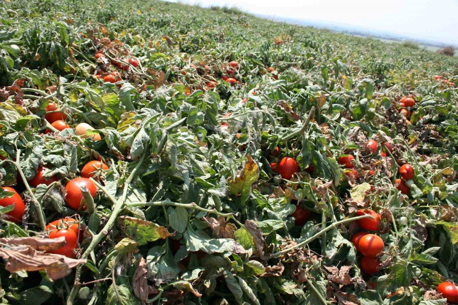 karacabeyde salcalik domates ekiminde serbestin fazla olmasi bekleniyor 0 J4K94buP