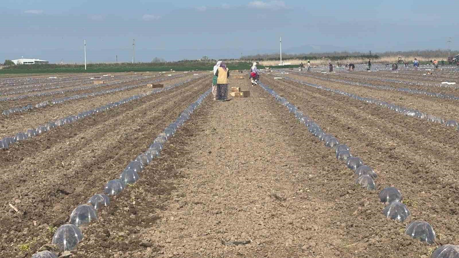 karacabeyde salcalik domates ekiminde serbestin fazla olmasi bekleniyor 4 twGzcHrB