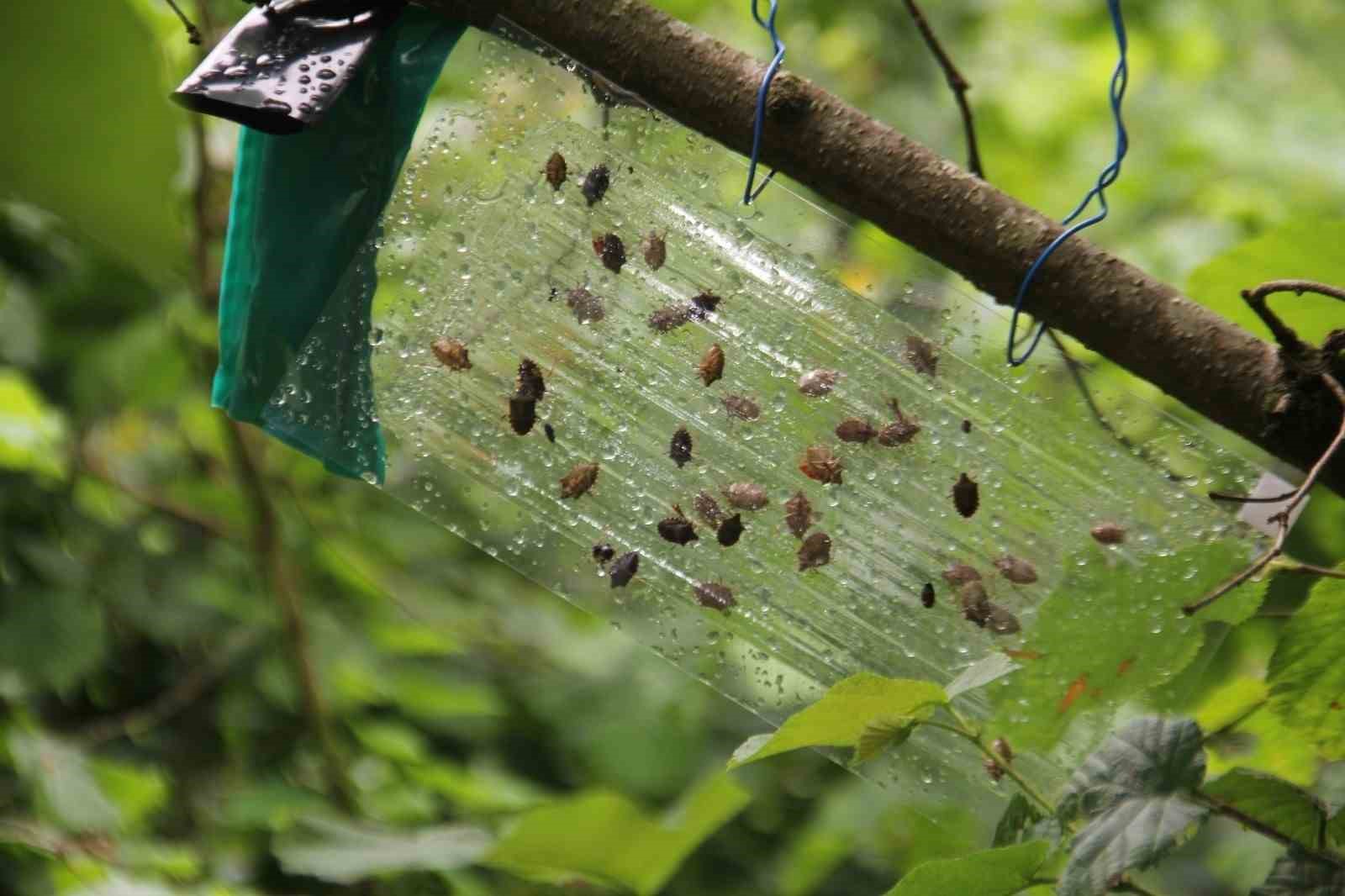karadeniz havzasinda 3 ulkeden tarimsal is birligi 0 DtD2I17D
