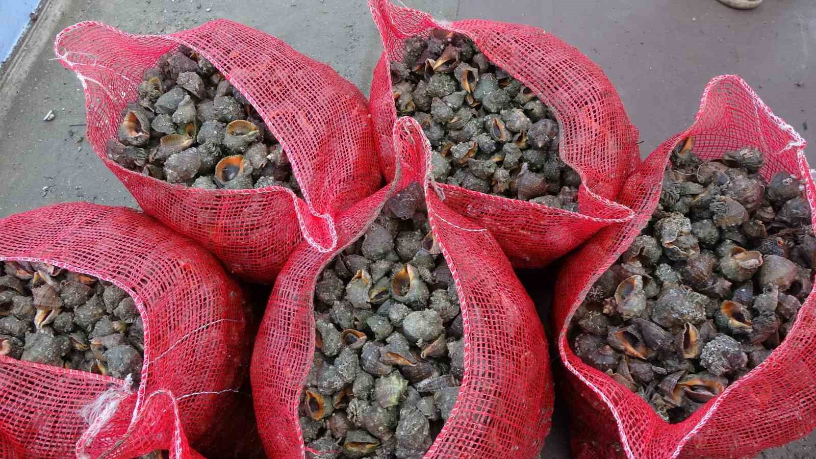 karadeniz icin en buyuk iki tehdit deniz salyangozu ve tarakli meduz 1 pZz8b6DZ
