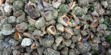 karadeniz-icin-en-buyuk-iki-tehdit-deniz-salyangozu-ve-tarakli-meduz-wkzrqx1T.jpg