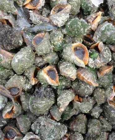 karadeniz-icin-en-buyuk-iki-tehdit-deniz-salyangozu-ve-tarakli-meduz-wkzrqx1T.jpg